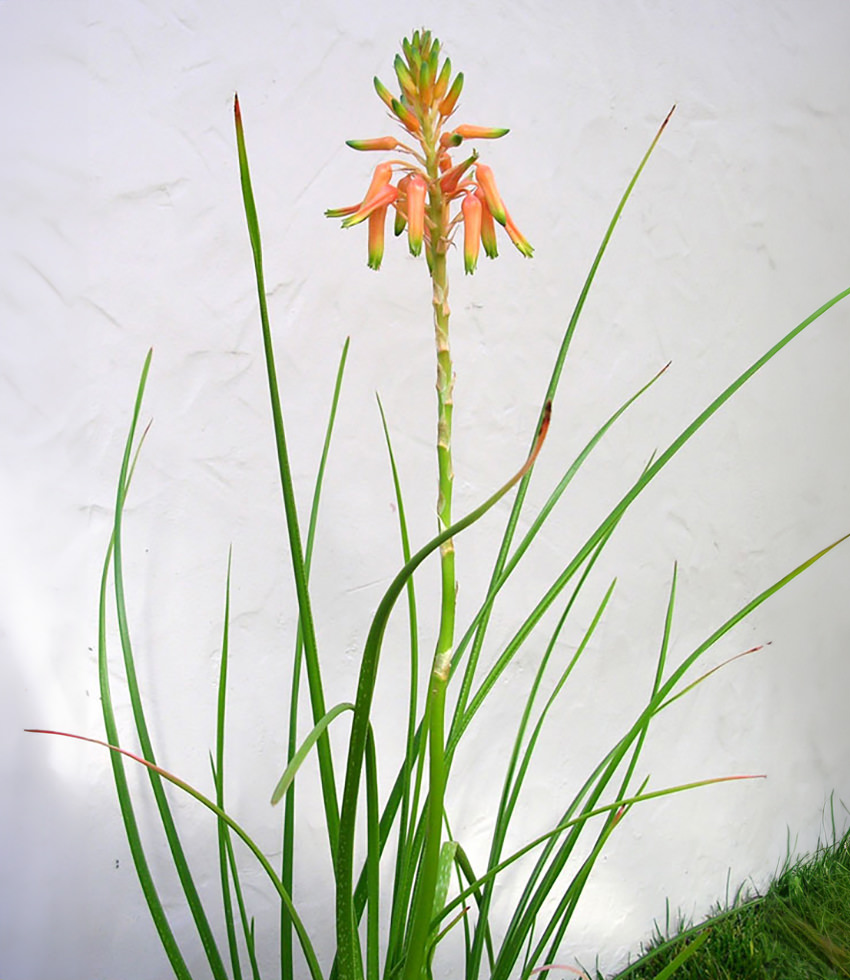 Aloe cooperi, Grass Aloe - Buy Online at Annies Annuals