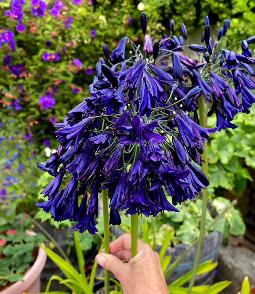 Agapanthus, Elaine - Buy Online at Annies Annuals