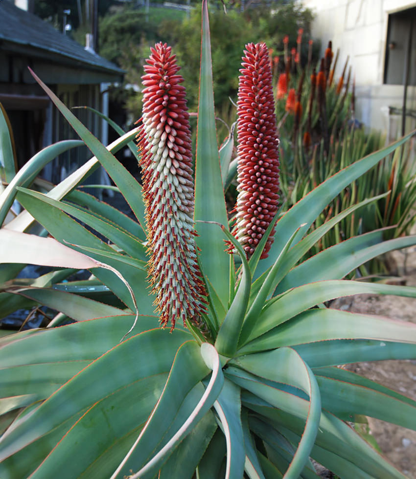 Aloe speciosa, Tilt-Head Aloe - Buy Online at Annies Annuals