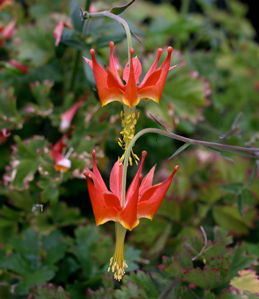 Aquilegia eximia, Serpentine Columbine - Buy Online at Annies Annuals